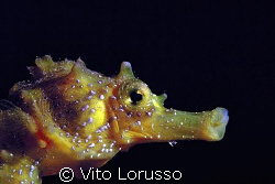 Fishs - Hippocampus hippocampus by Vito Lorusso 